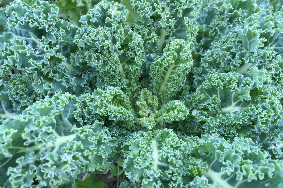 Organic kale and other greens grown from seed for sale online.