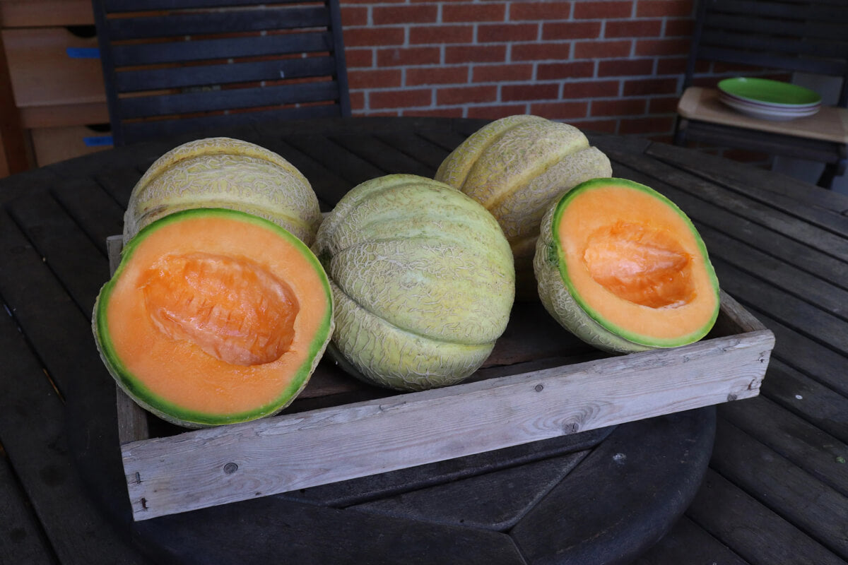 Organic and heirloom Melon that we grew from seeds for sale here.