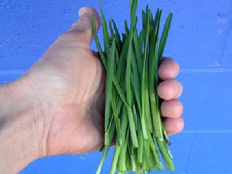 Veggies for Shade