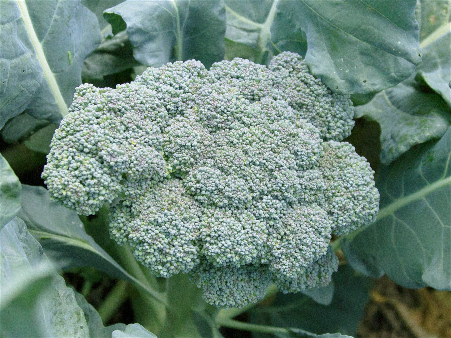 Broccoli & Cauliflower