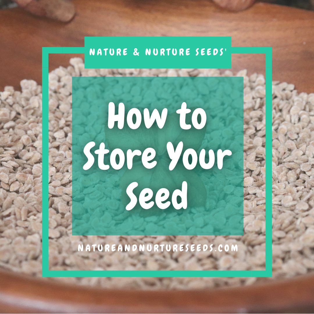 Store your seed the right way with this important guide on seed saving.
