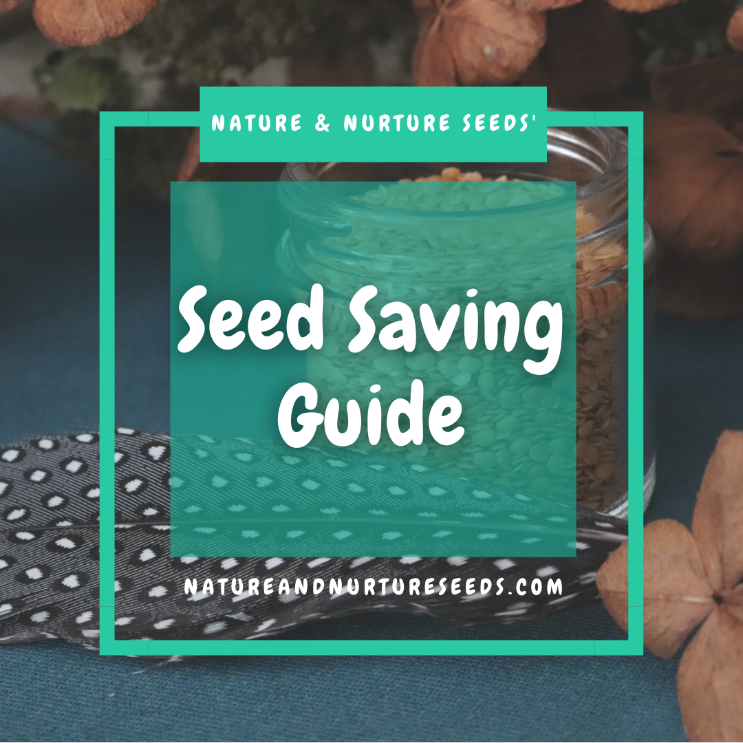 Save your own seed for future use with this easy to use guide.