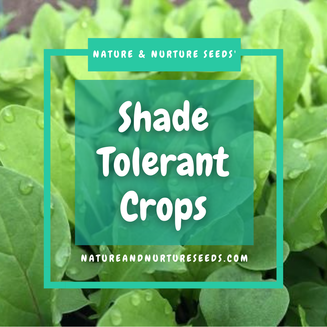 Learn more about shade tollerant crops here.