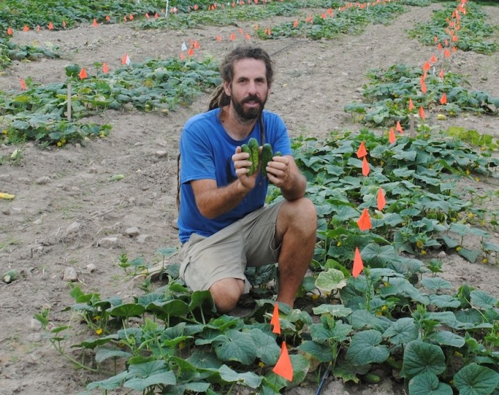 2019 pickling cucumber breeding trial copy c4fab064 cb64 43d0 a421 b2d26a9c06ca