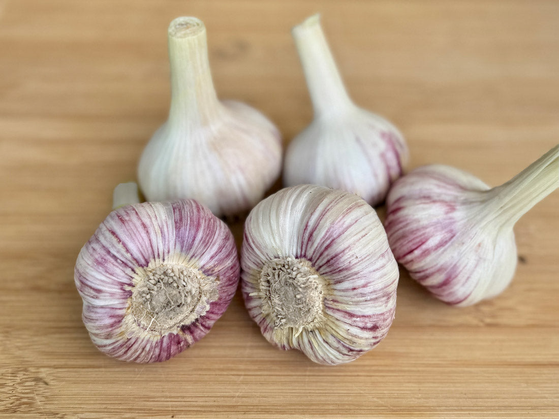 garlic flower seeds Ann Arbor Purple Organic Seed Garlic – Plant for Robust Flavor & Storage