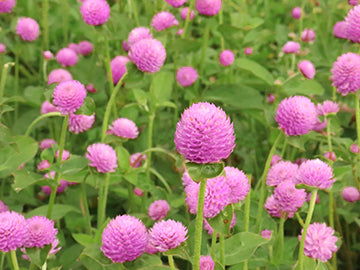 gomphrena seed to flower time Audray Pink Gomphrena Seeds