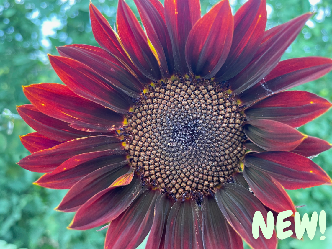 Chocolate Sunflower Seeds - Grow Stunning Deep Burgundy Blooms