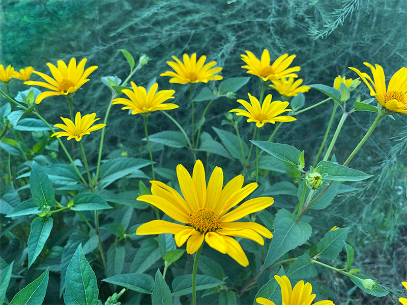 Early False Sunflower Seeds – Illuminate Gardens with Golden Blooms