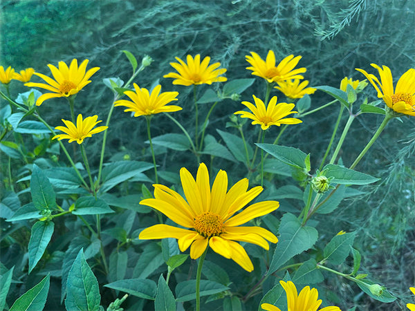 Early False Sunflower Wildflower
