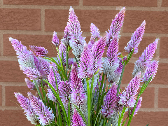 organic cut flower seeds Flamingo Feather Organic Celosia Seeds