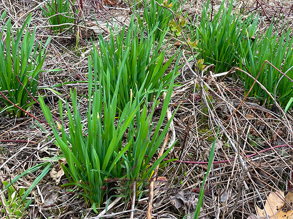seed garlic for spring planting Wild Spring Seed Garlic