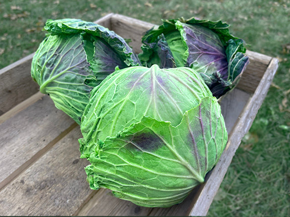 cabbage plant seeds January King Organic Cabbage Seeds