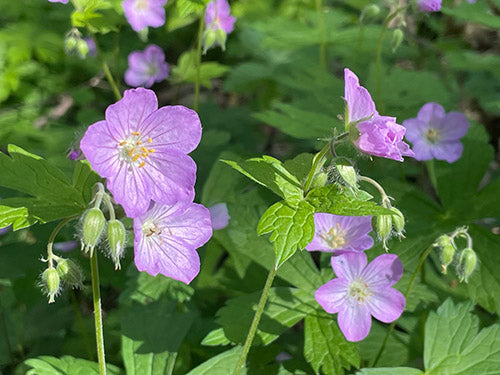 where to buy local wildflower seeds Shady Wildflower Seed Mix