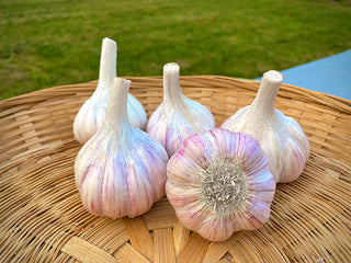 Chesnok Red Organic Seed Garlic