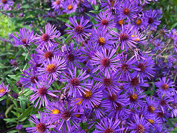 aster seed to flower time New England Aster Wildflower Seeds