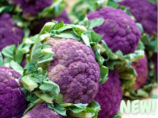 Purple of Sicily Cauliflower Heads