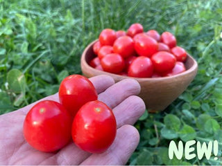 Red Grape Organic Tomatoes in hand