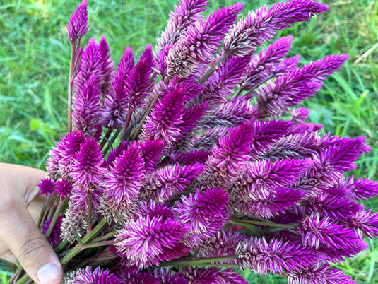 celosia flower seeds Ruby Parfait Celosia Seeds