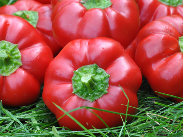 pimento seeds for planting Sheepnose Pimento Sweet Pepper Seeds