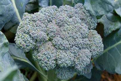 broccoli seeds for planting Grow Solstice Broccoli – Flavorful, Productive & Open-Pollinated