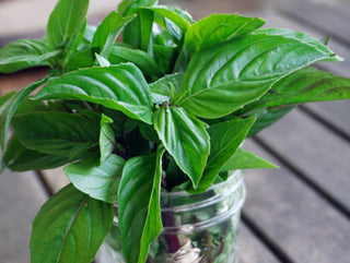 Sweet Thai Organic Basil