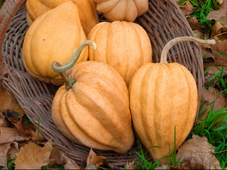 Thelma Sanders Winter Squash
