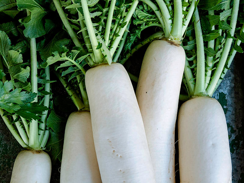 Tokinashi Daikon Radish Seeds – Grow Crisp, Giant Heirlooms Fast