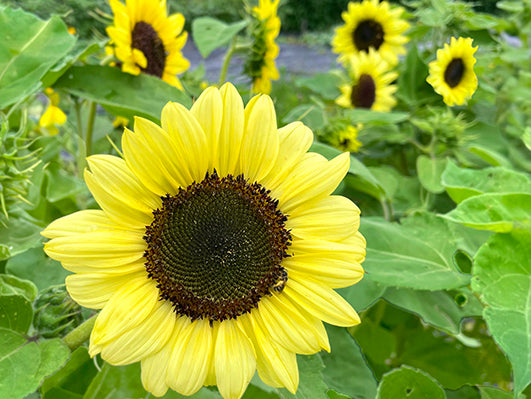 organic sunflower seeds to plant Valentine Organic Sunflower Seeds