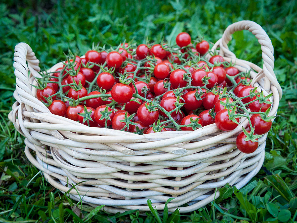 cherry tomato plants from seeds Growing-In-Place Cherry Tomato Seeds
