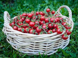 Growing-In-Place Cherry Tomatoes in a basket