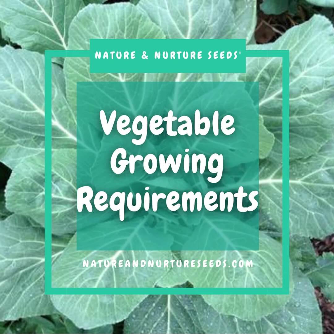 Learn more about the requirements for growing happy and healthy vegetagbles in the garden.