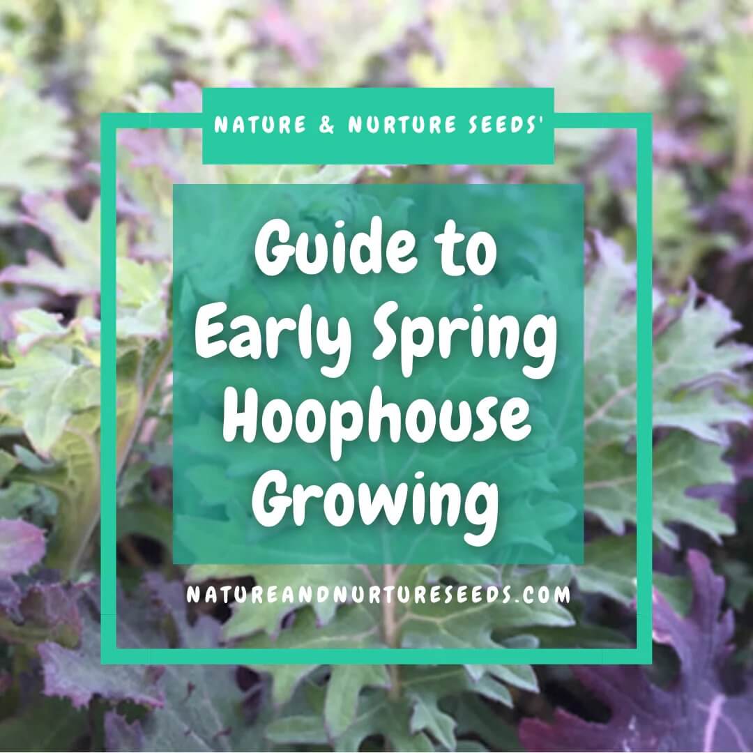Get you garden started early with this guide for spring hoophouse growing.