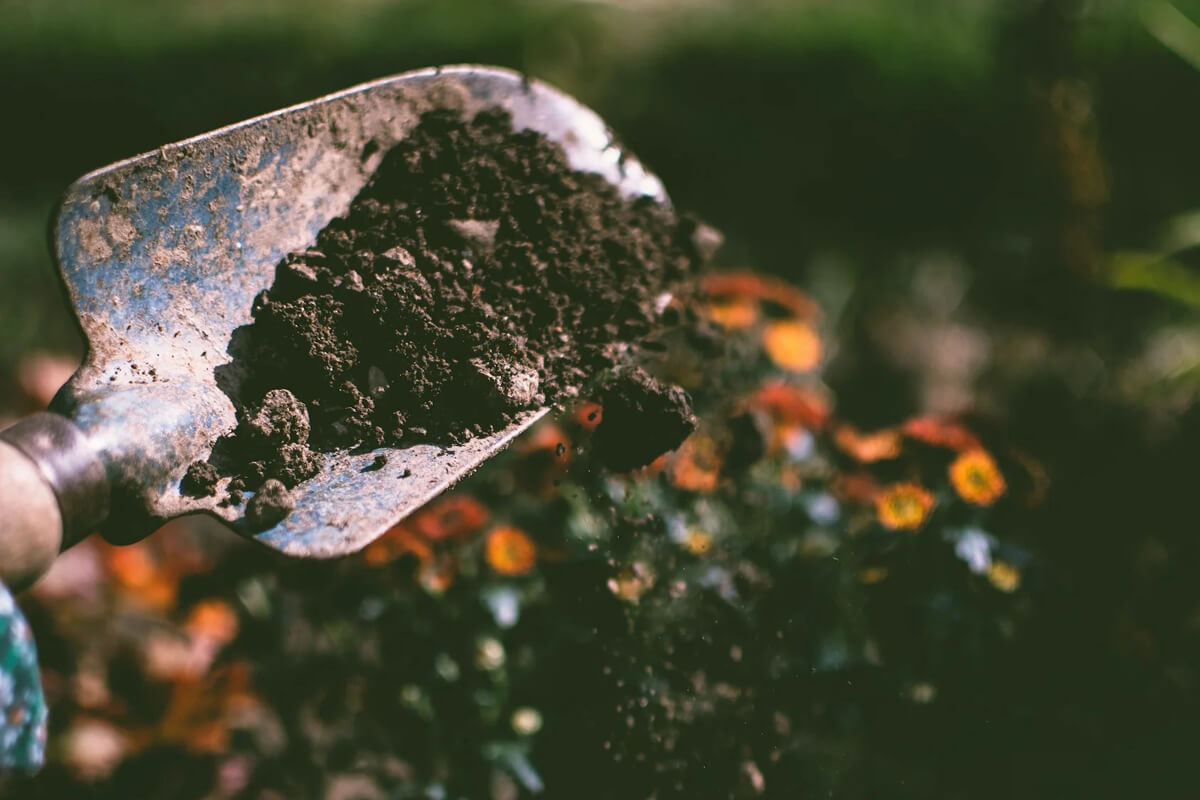 A shovel full of handmade compost.