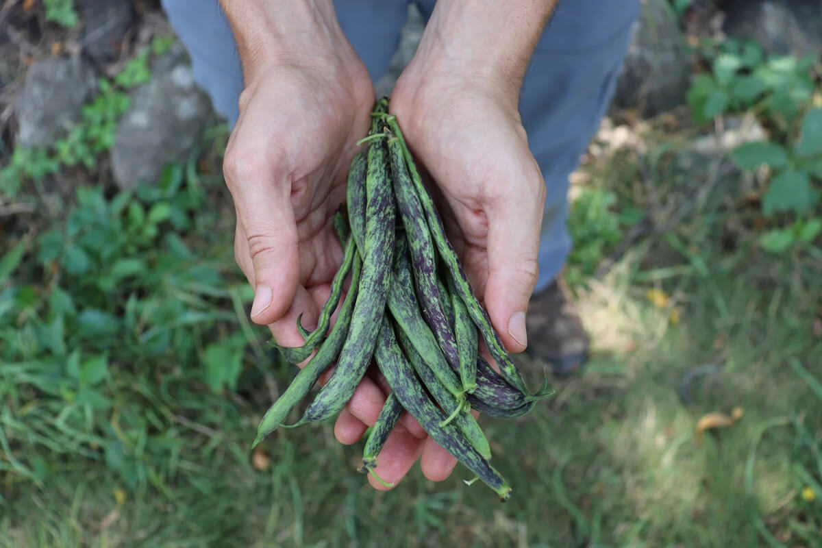 Hands holding Bobis D'Albenga Beans available for sale