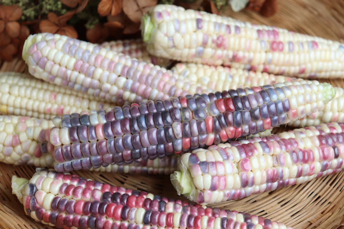 Basket full of multi colored corn grown from seed available fro sale.