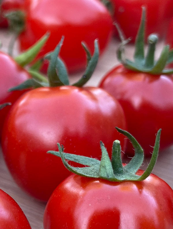 Our latest organic tomato seeds available to buy