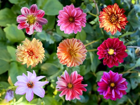 flower seeds dahlia Lodi Mixed Dahlia Seeds - Grow Vibrant Edible Flowers Easily