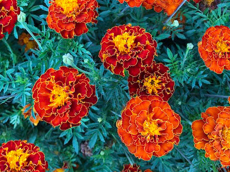 organic marigold seeds Queen Sophia Organic Marigold Seeds