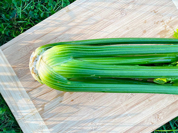 buy celery seeds for planting Tango Organic Celery Seeds