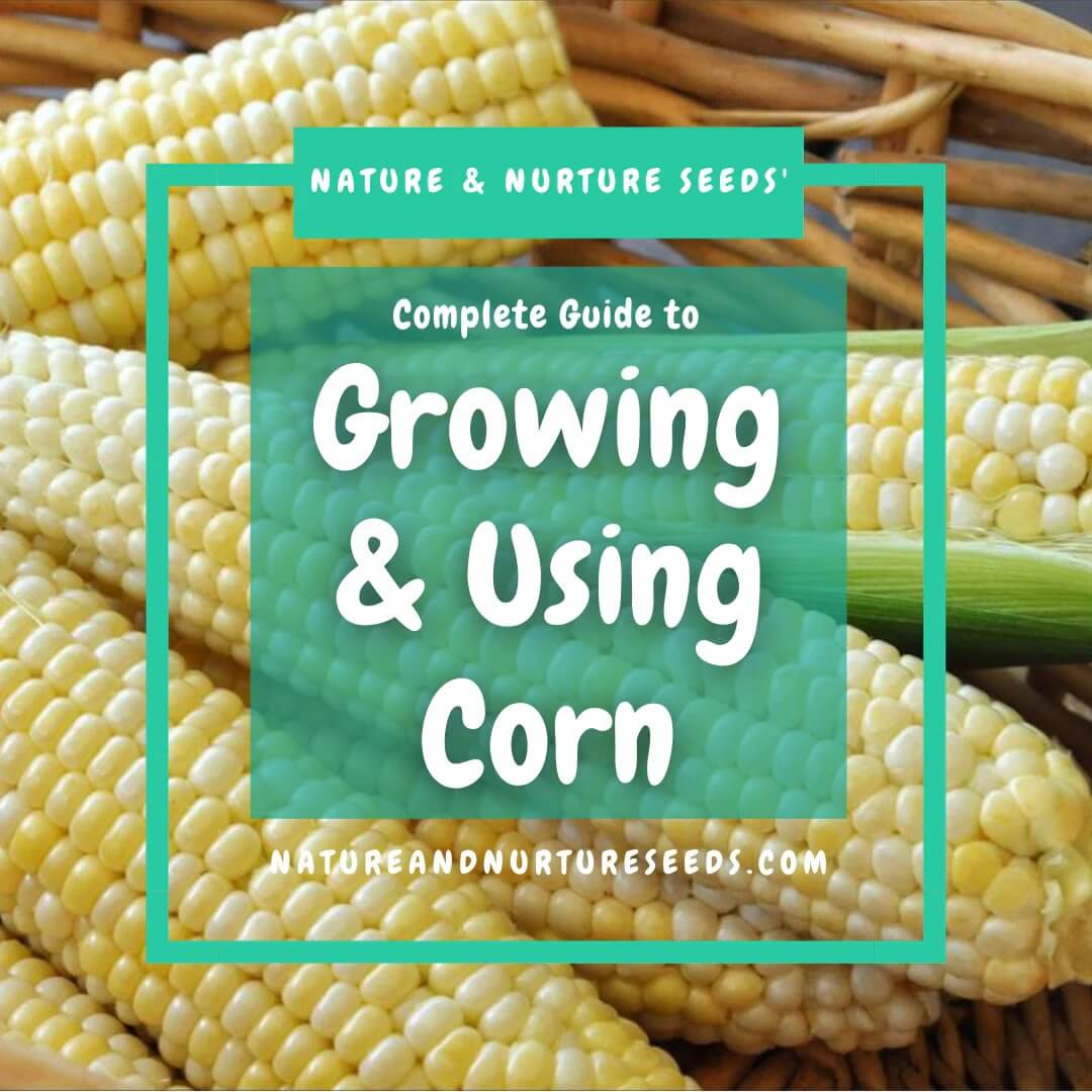 Grow and use corn with this helpful guide.