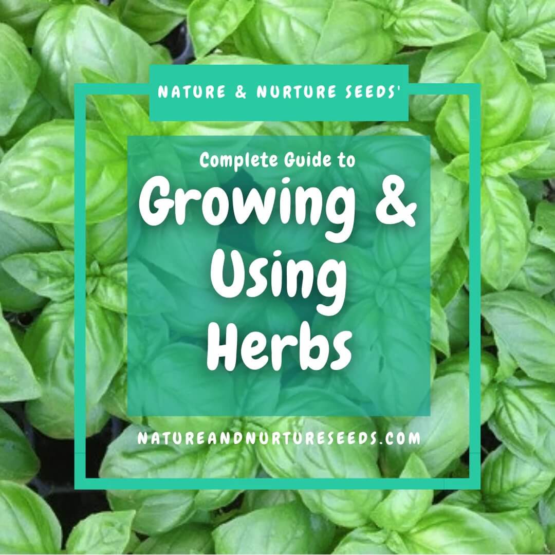 Growing and using herbs is easy with our complete guide.