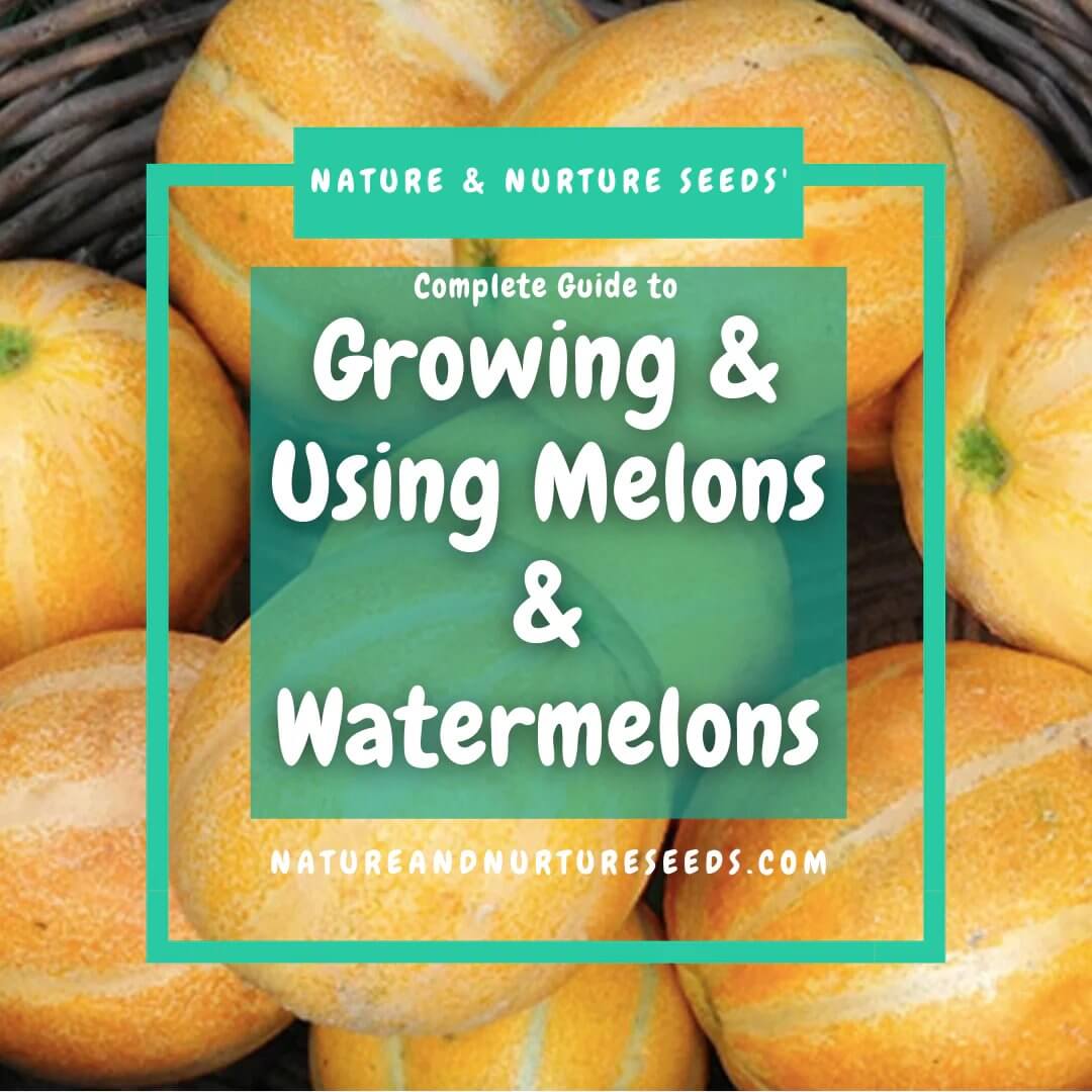 Grow melons and watermelons the easy way with our complete guide.