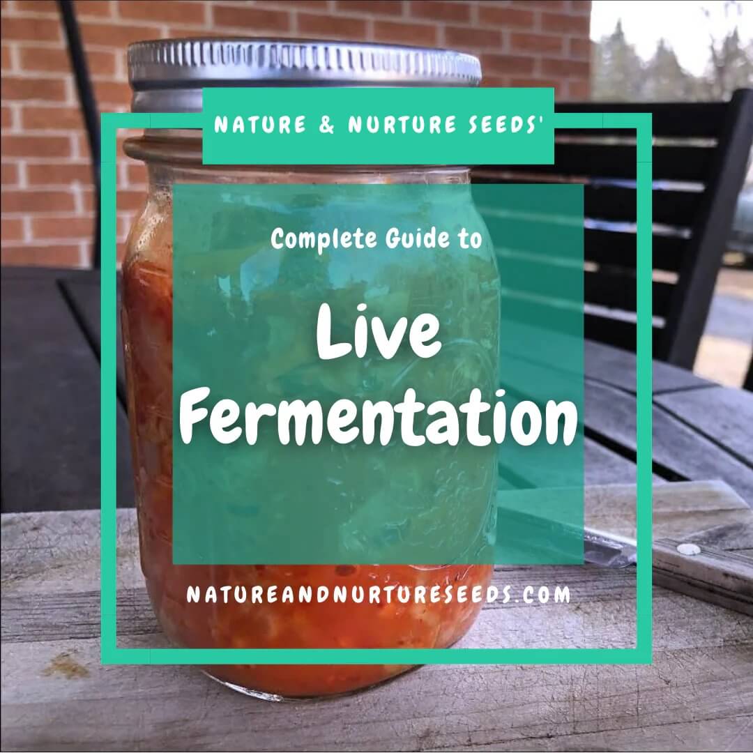 Our guide to everything you wanted to know about live fermentation.