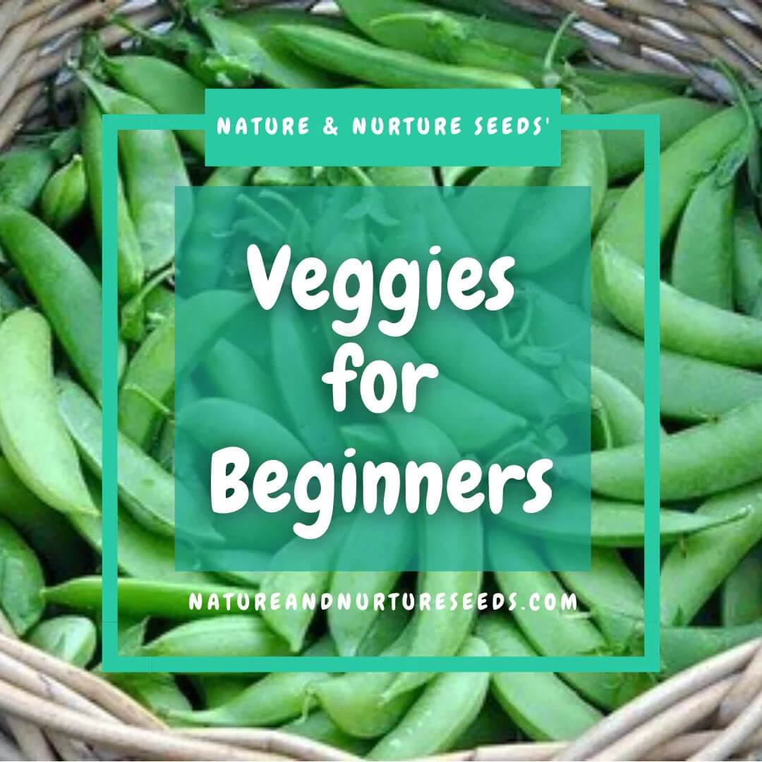 Begin growing vegetables the right way with this helpful guide for beginner gardeners.