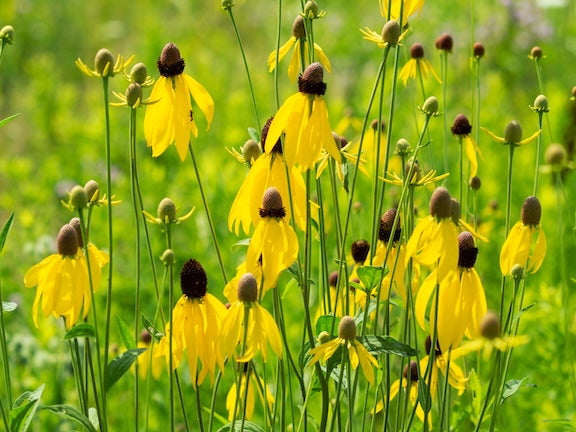 yellow wildflower seeds Yellow Coneflower Seeds – Attract Pollinators and Brighten Gardens
