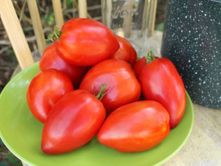 Amish Paste Tomato