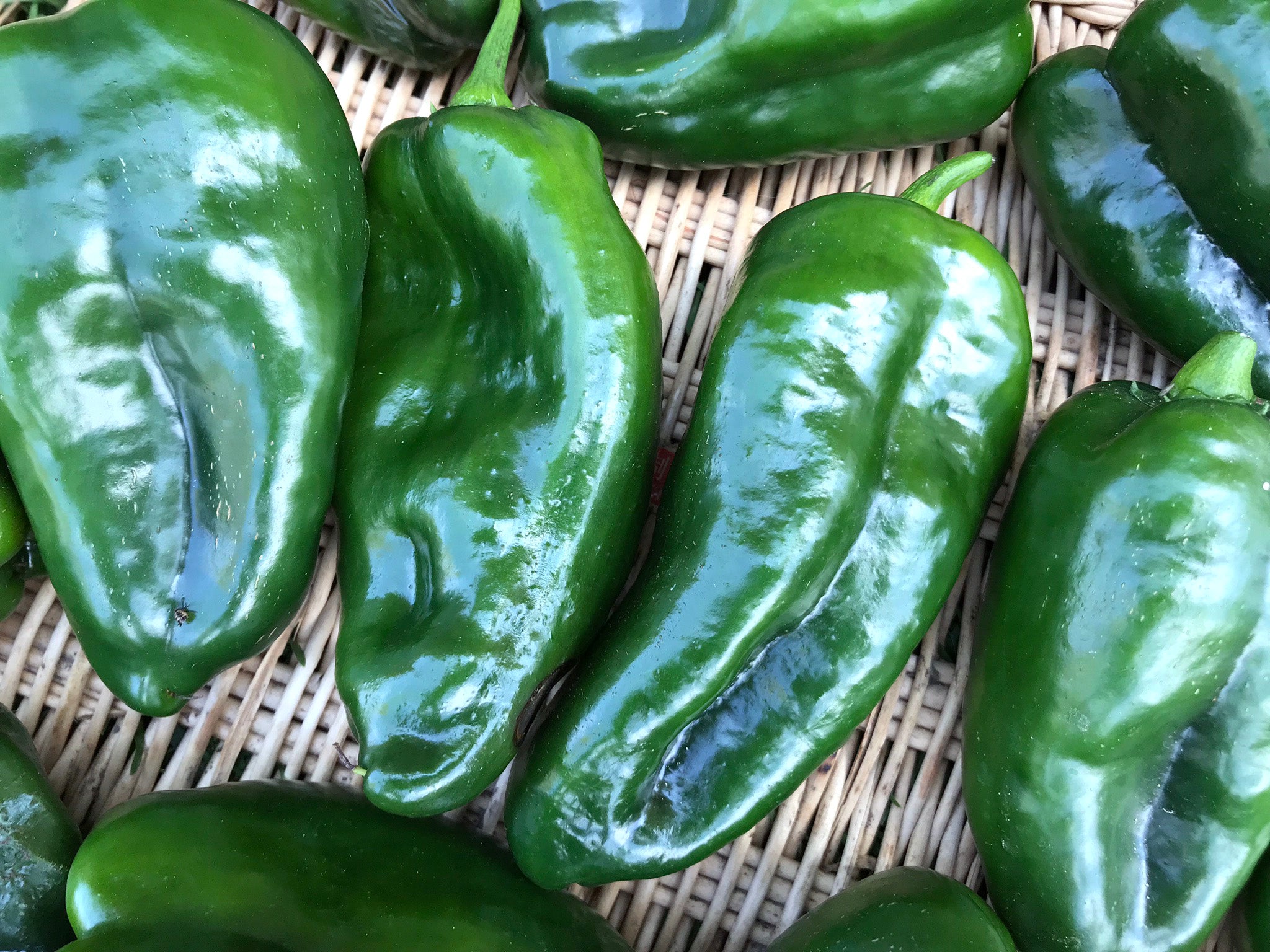 Ancho Poblano Chili Pepper Seeds Organic, Non-GMO, Heirloom