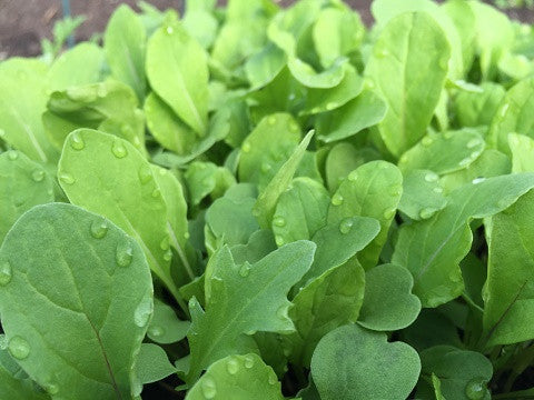 arugula plant seeds Arugula Seeds