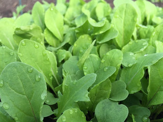 Arugula