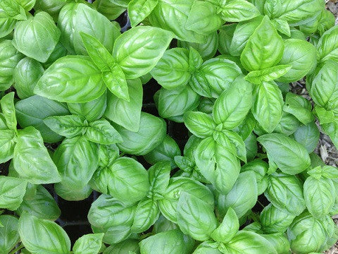 basil seeds on plant Genovese Italian Basil Seeds – Grow Aromatic Pesto-Perfect Leaves